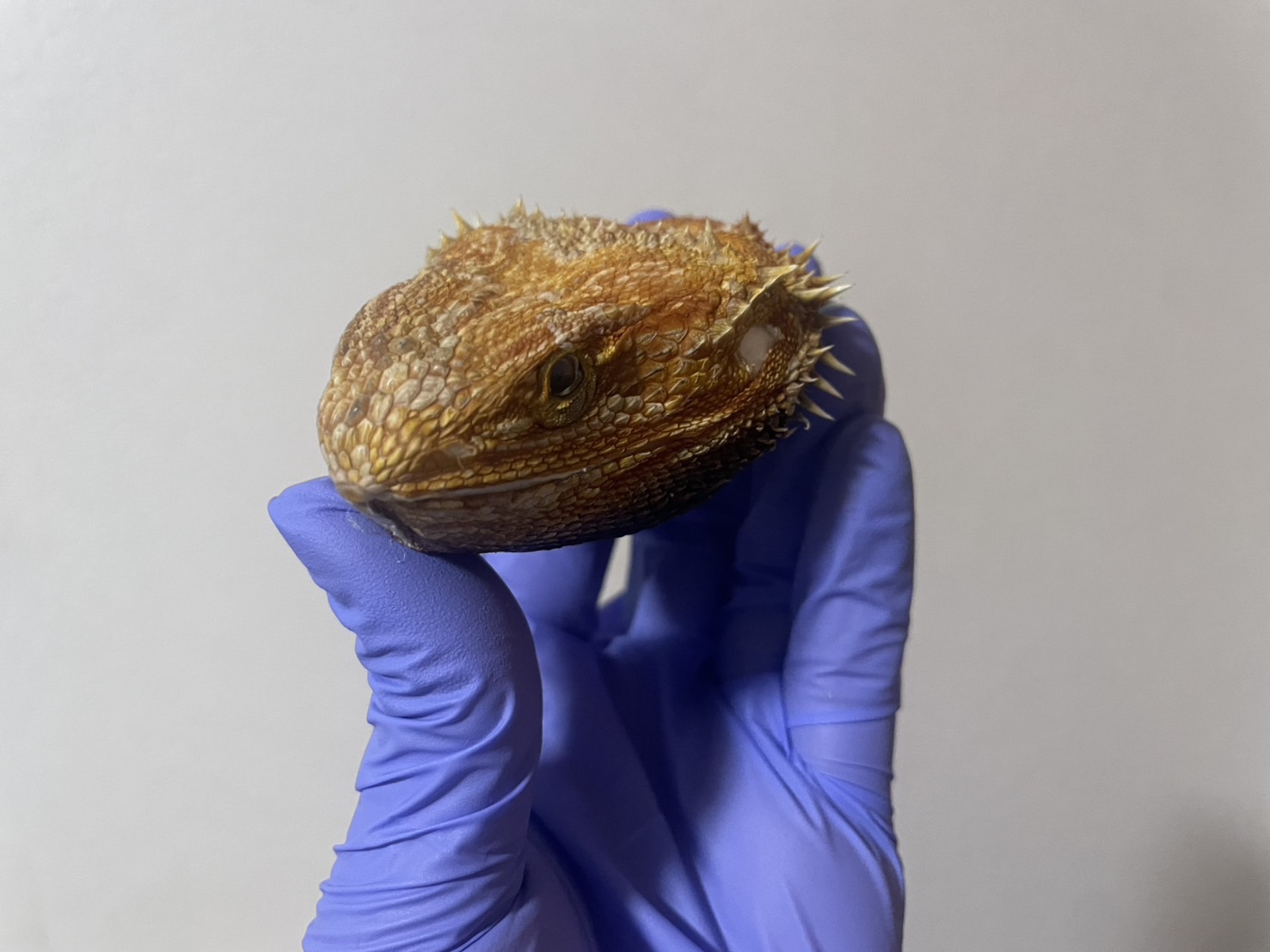 骨格標本 5